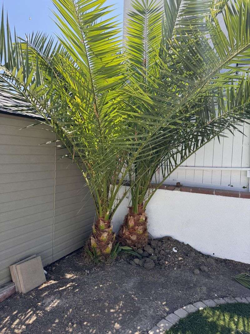 Crowding Palms Too Close