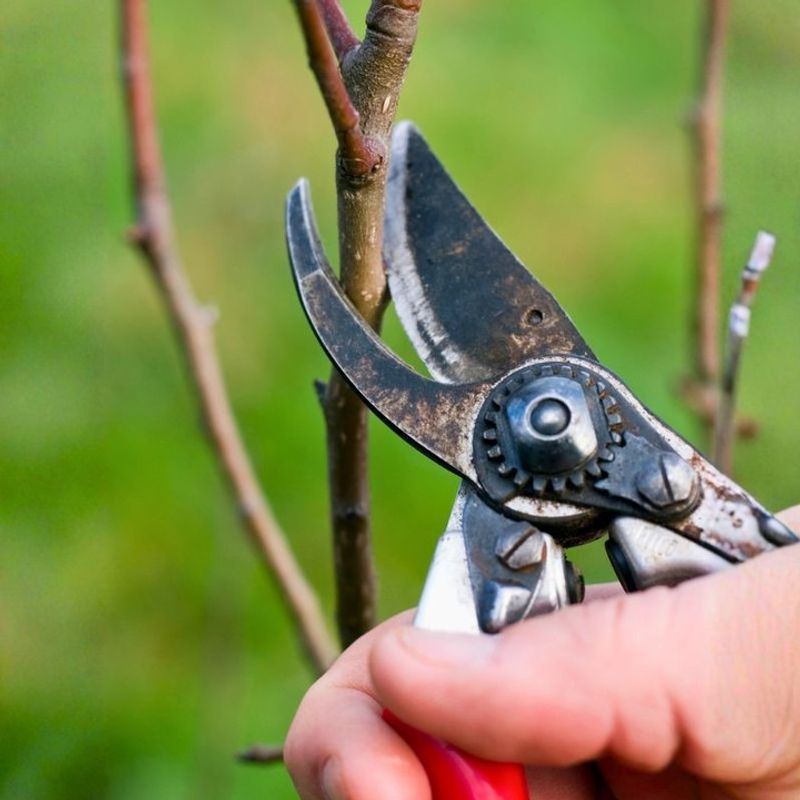 Pruning Mistakes That Hurt Growth