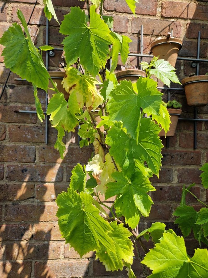 Feeding Too Much Fertilizer And Encouraging Excess Leaf Growth