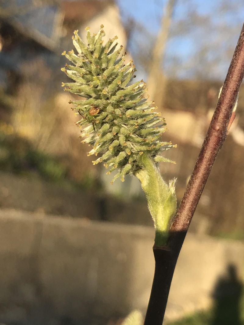 Forgetting It Can Drop Seeds And Volunteer Seedlings