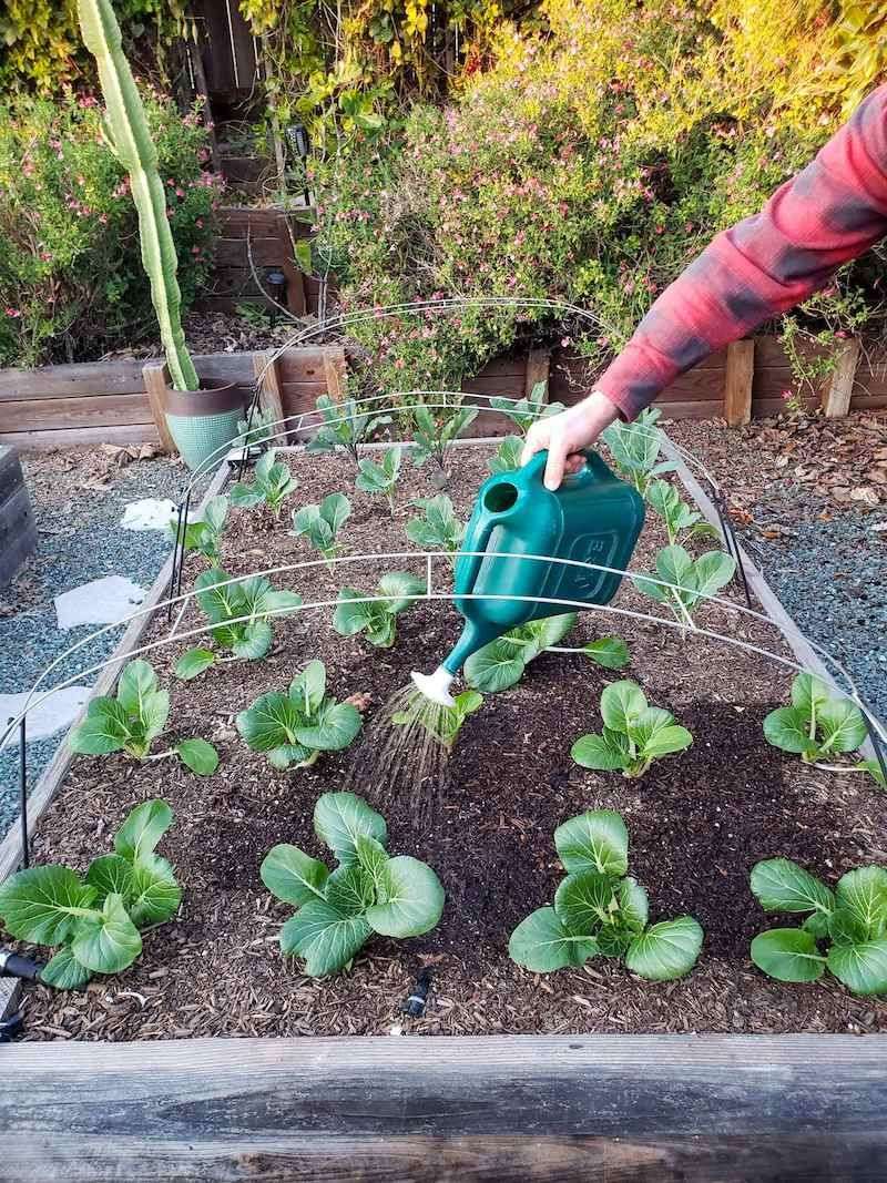 Overwatering Garden Beds As Spring Rains Increase