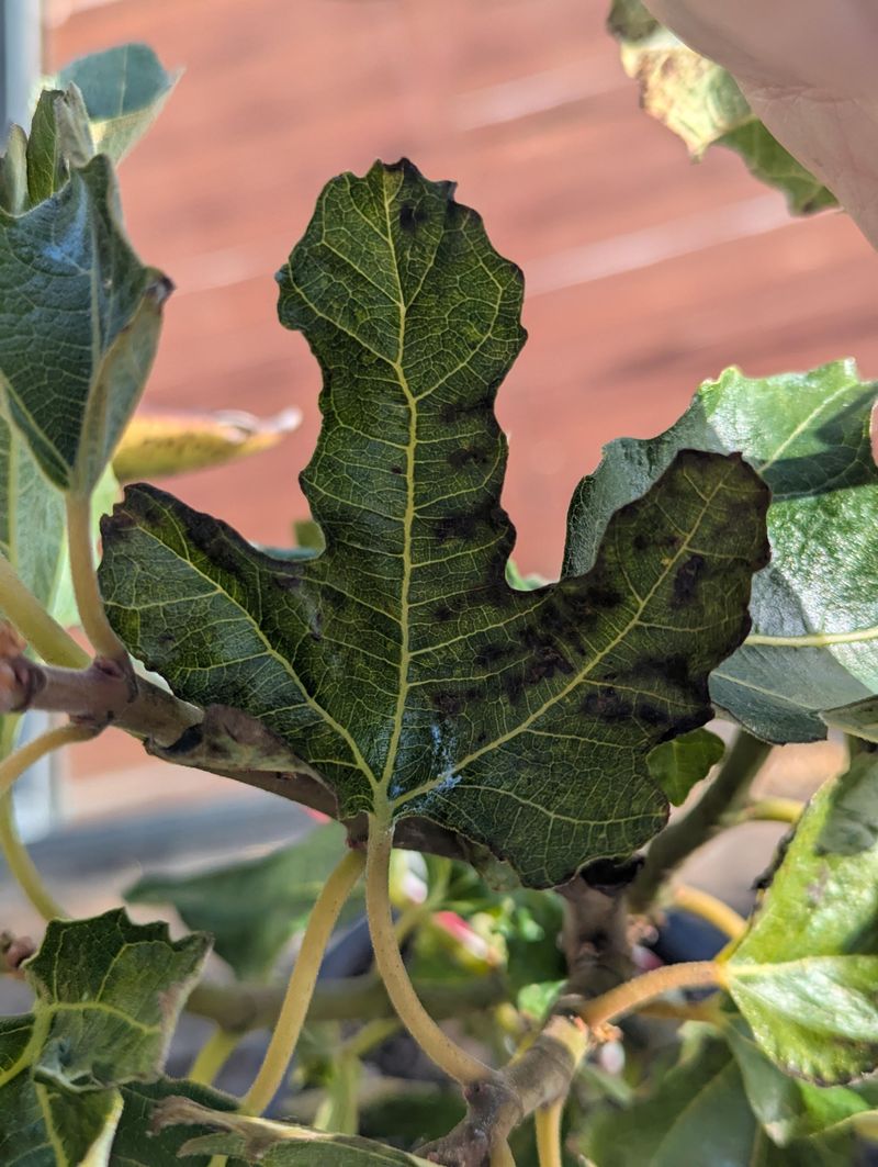 Fertilizing Too Often