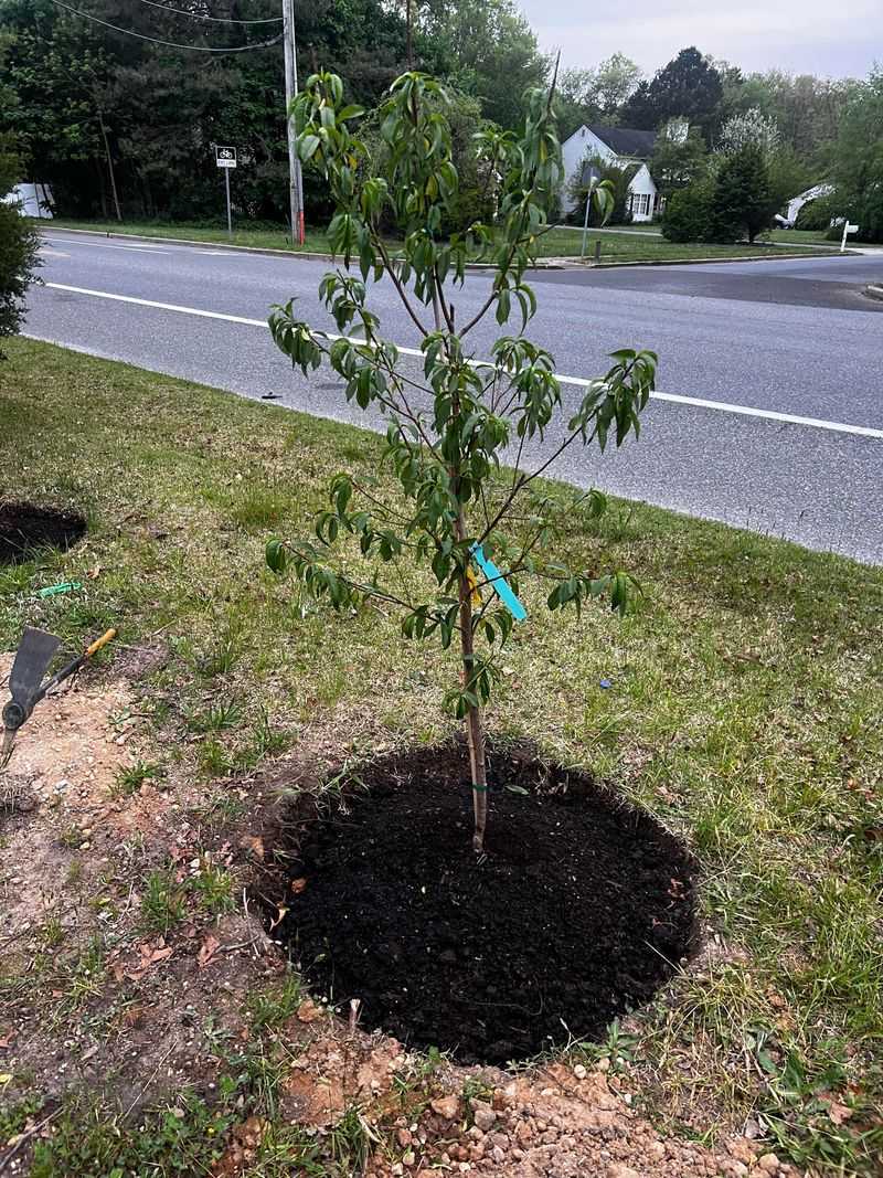 Overfeeding Or Starving Your Trees