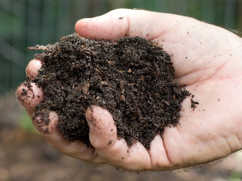 Failing To Amend Florida's Sandy Soil With Organic Matter