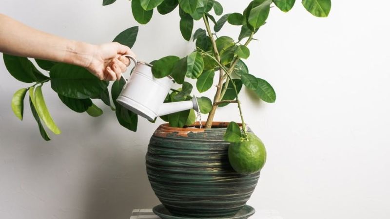 Watering Inconsistently Or Too Frequently