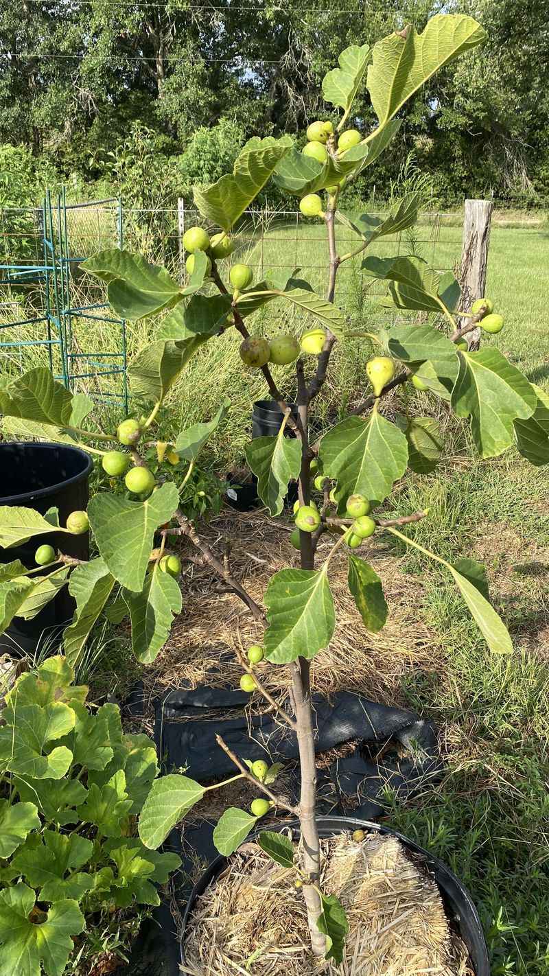 Choosing Varieties That Don't Suit Texas Climate