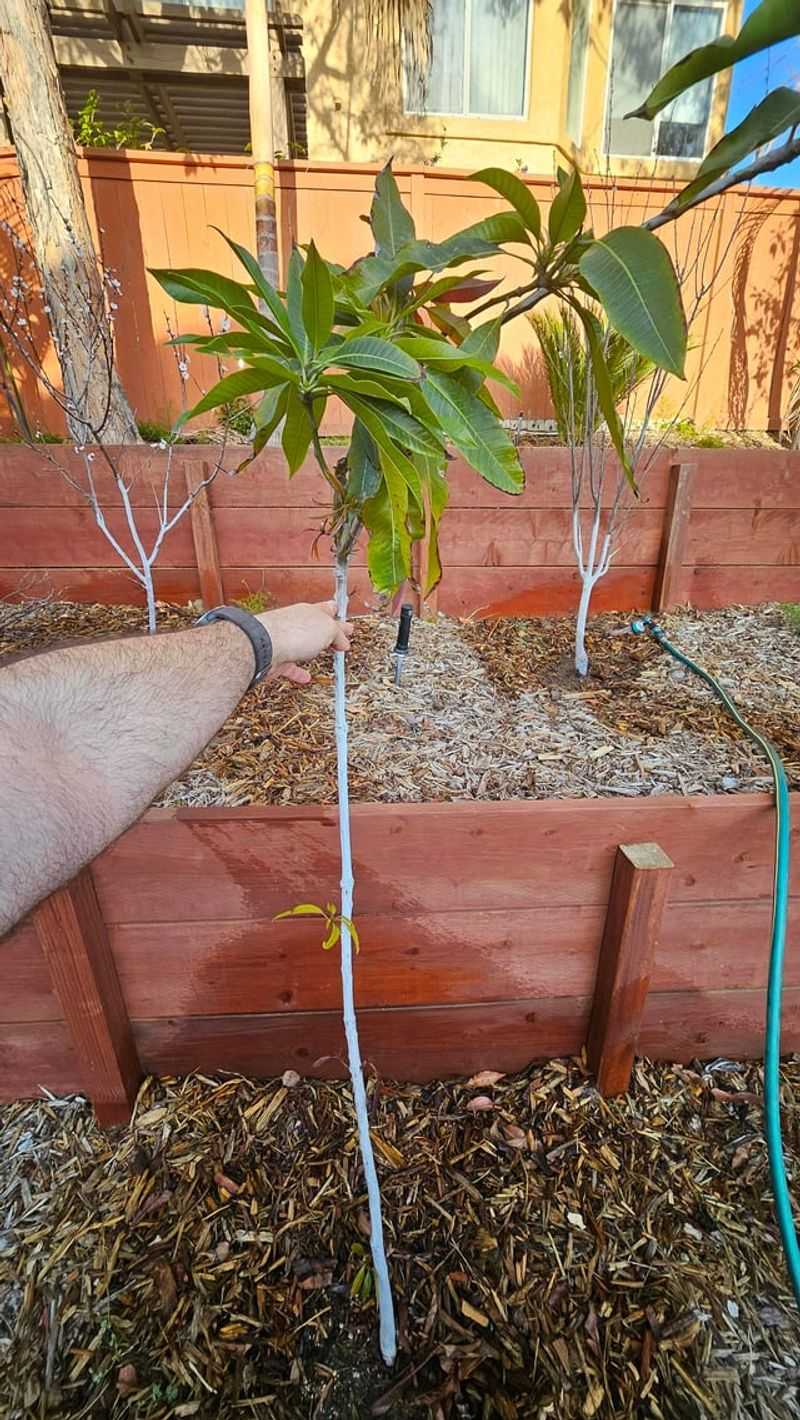 Pruning At The Wrong Time Of Year