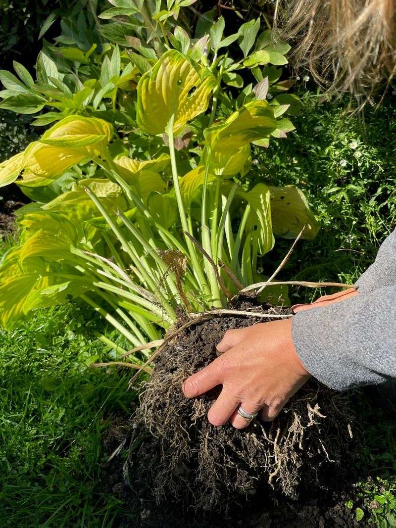 Not Dividing Crowded Clumps