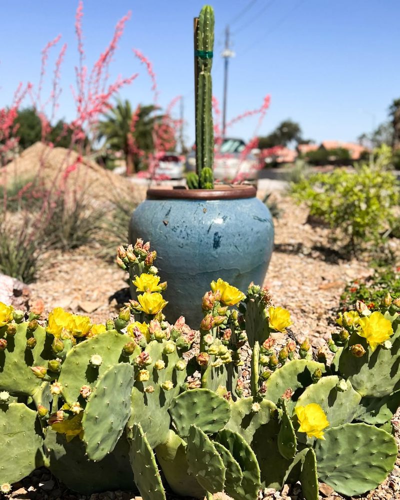 Using The Wrong Plants For Heat Conditions