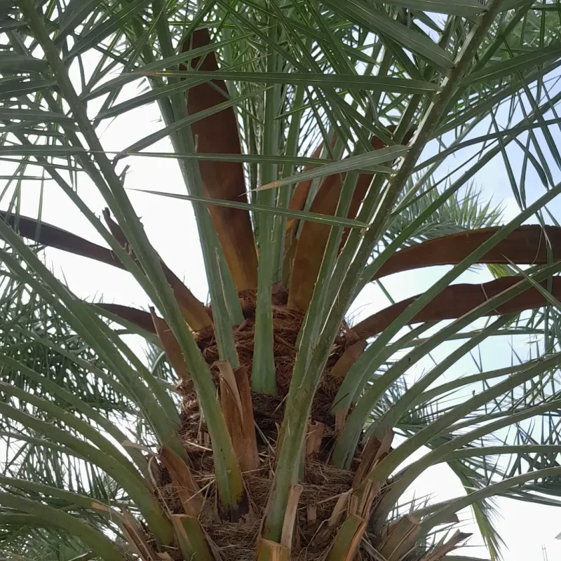 Fertilizing At The Wrong Time Limits Proper Growth