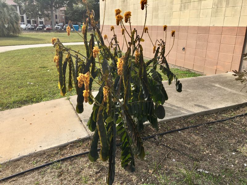 Exposing Plants To Direct Sun Too Quickly