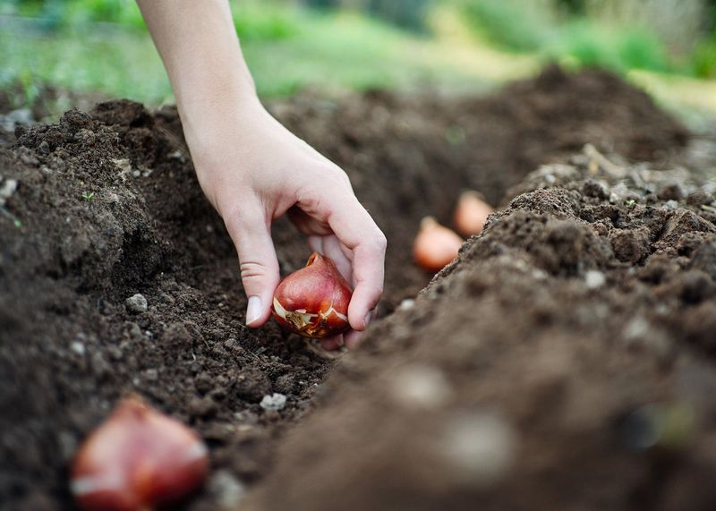 Planting Bulbs Too Shallow Or Too Deep