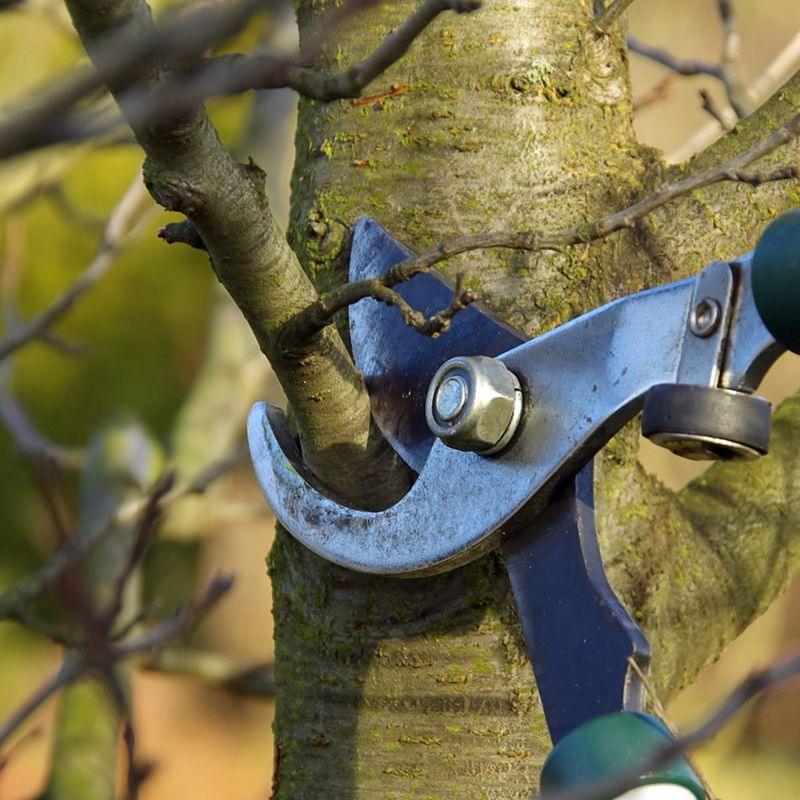 Pruning At The Wrong Time Reduces Blooms
