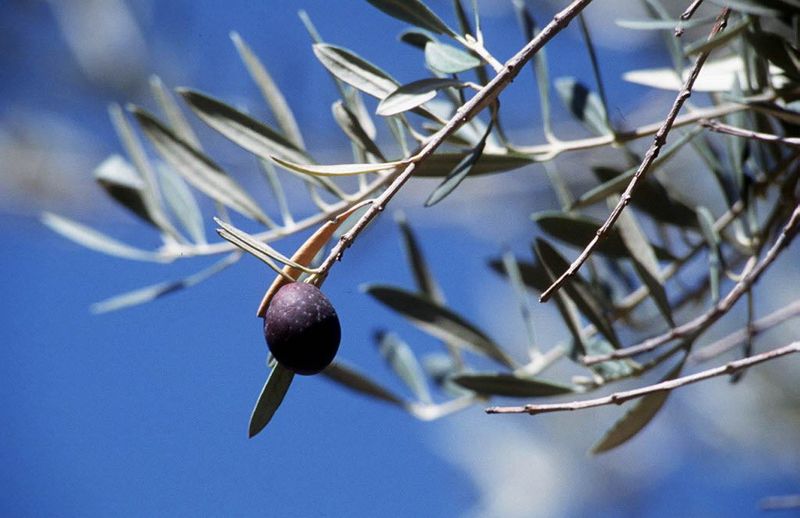 Forgetting Salt Management In Irrigated Desert Soils