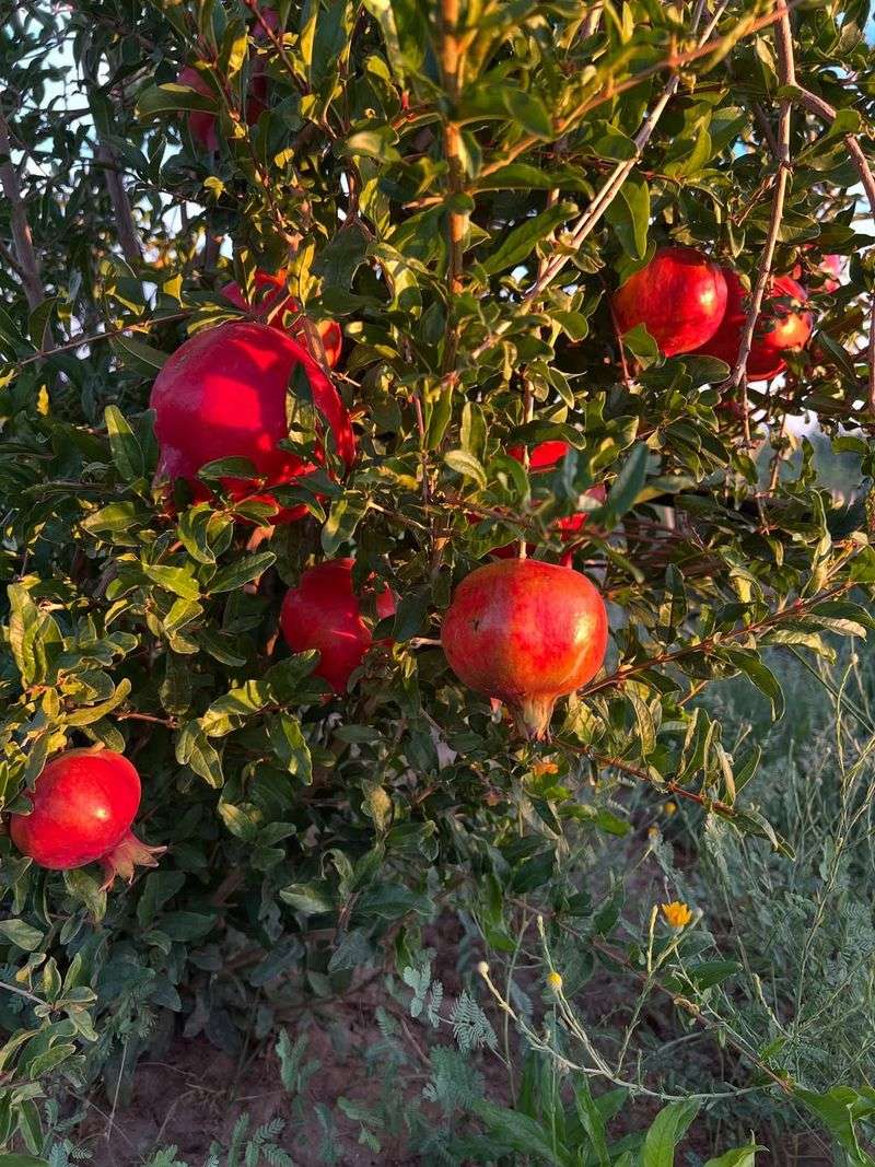 Harvesting Fruit Before It Fully Ripens