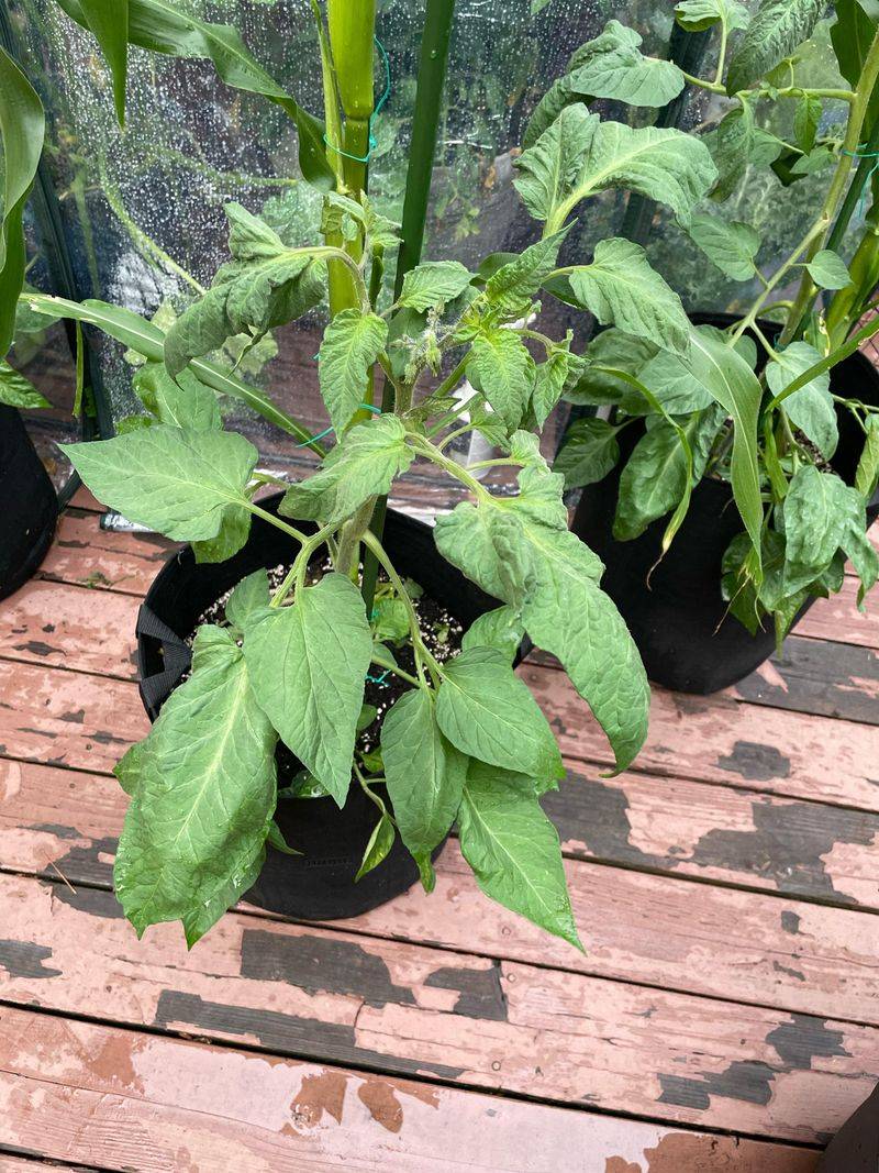 Adding Too Much Nitrogen Instead Of Balanced Fertilizer