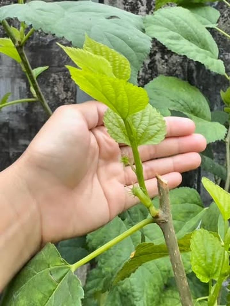 Fertilizing More Than Needed