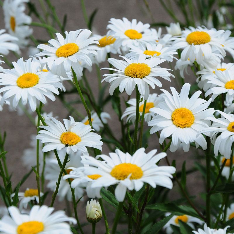 Extend Your Blooms With Shasta Daisies In Full Glory