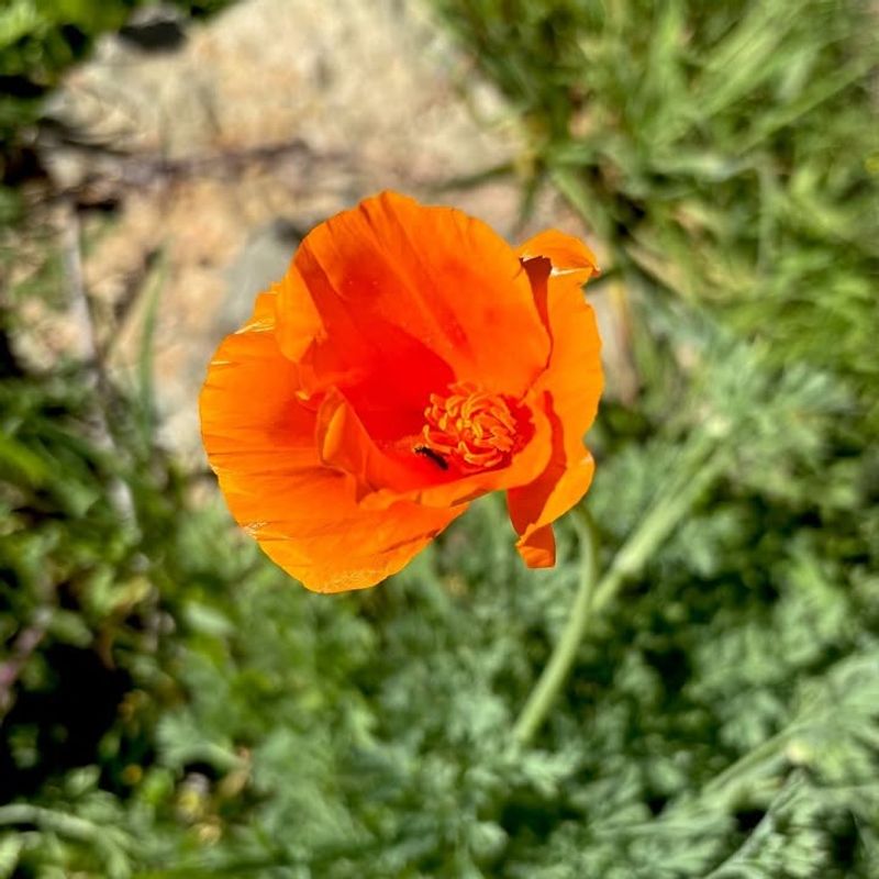 Wildfires, Disturbance, And Natural Regeneration Cycles