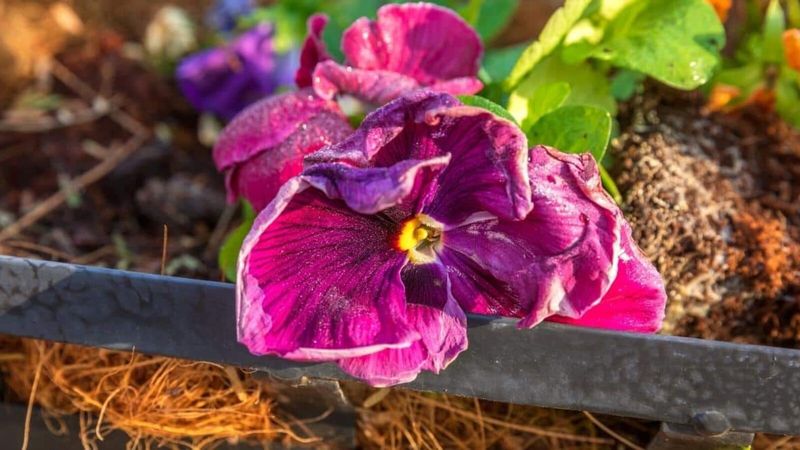 Pansies