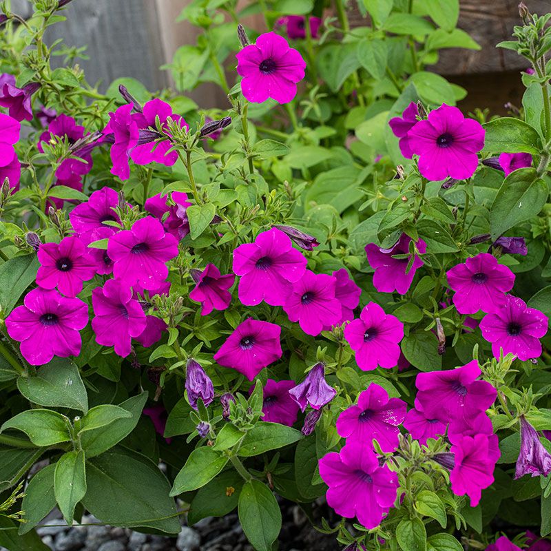 Petunias