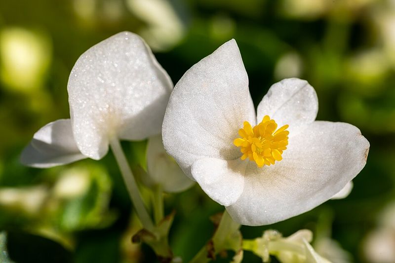 Begonias Need Warmer Nights To Settle In