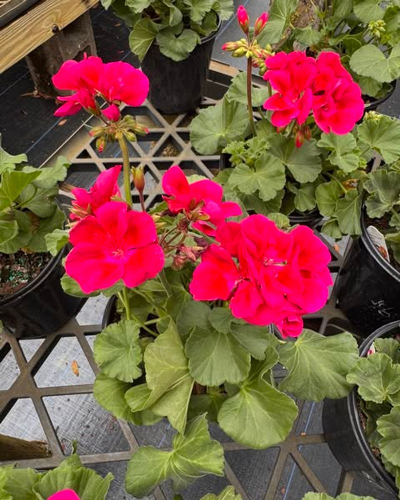 Natural Pest Repellent