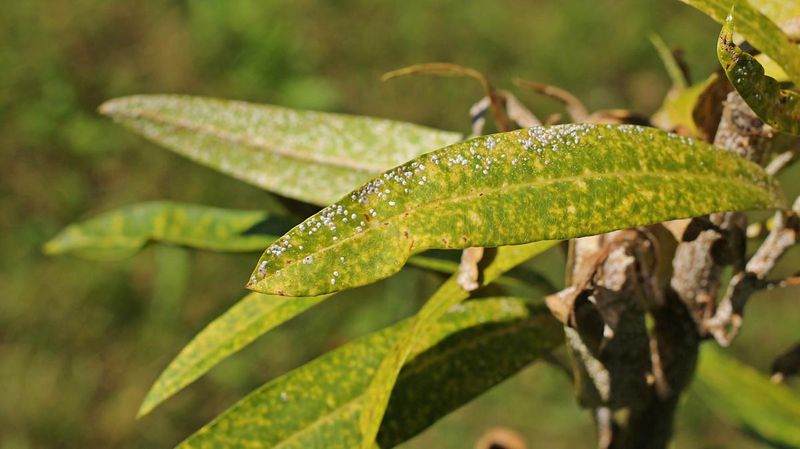 Neglecting To Control Pests And Diseases