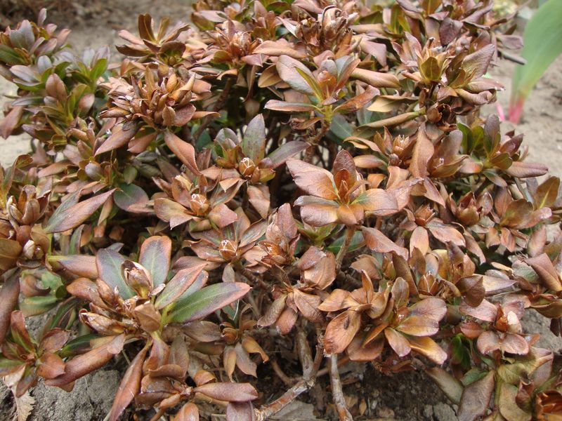 Poor Soil Conditions And Drainage Issues