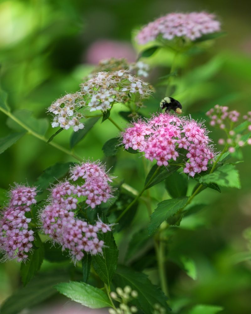 Stop Once Growth Speeds Up