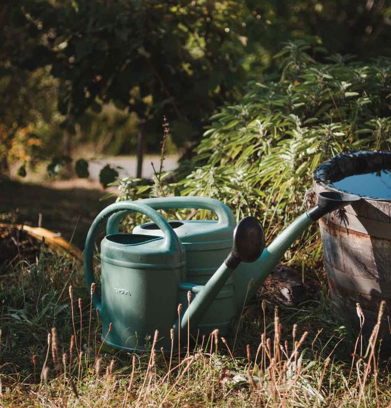 Water Deeply But Less Often To Encourage Strong Roots