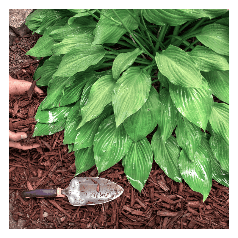 Refresh Mulch