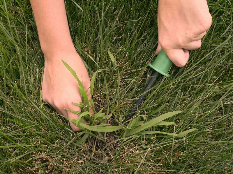 Remove Crabgrass Early If It Does Appear