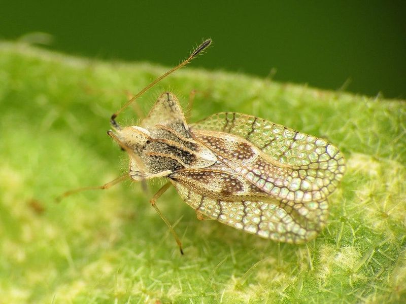 Watch For Lace Bugs And Act Early