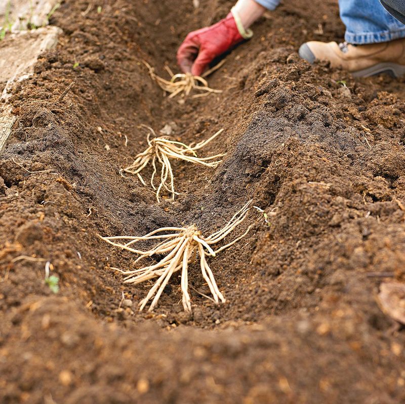 Plant Crowns In Trenches To Help Them Settle In Well