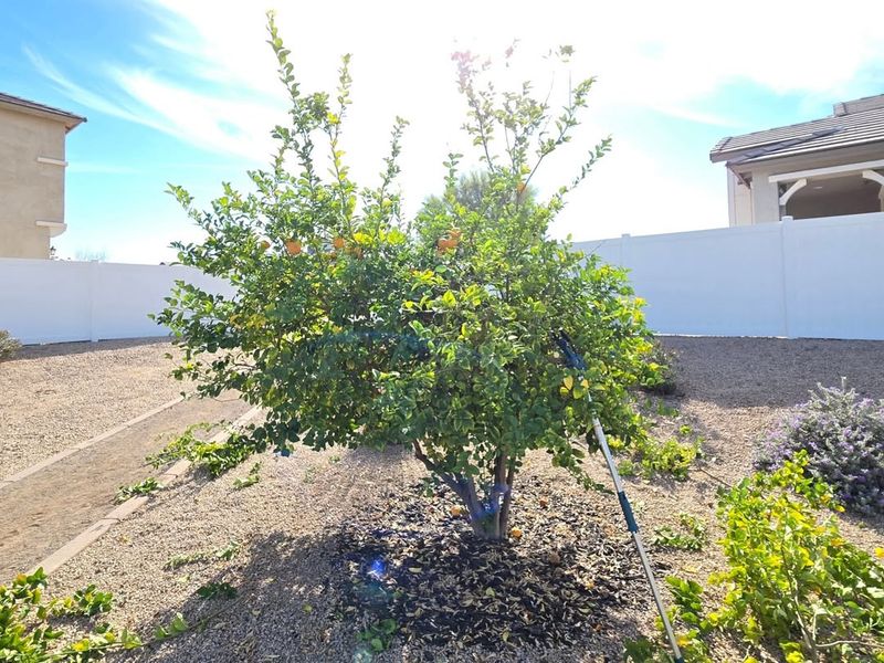 Helps Plants Keep A Balanced And Manageable Shape