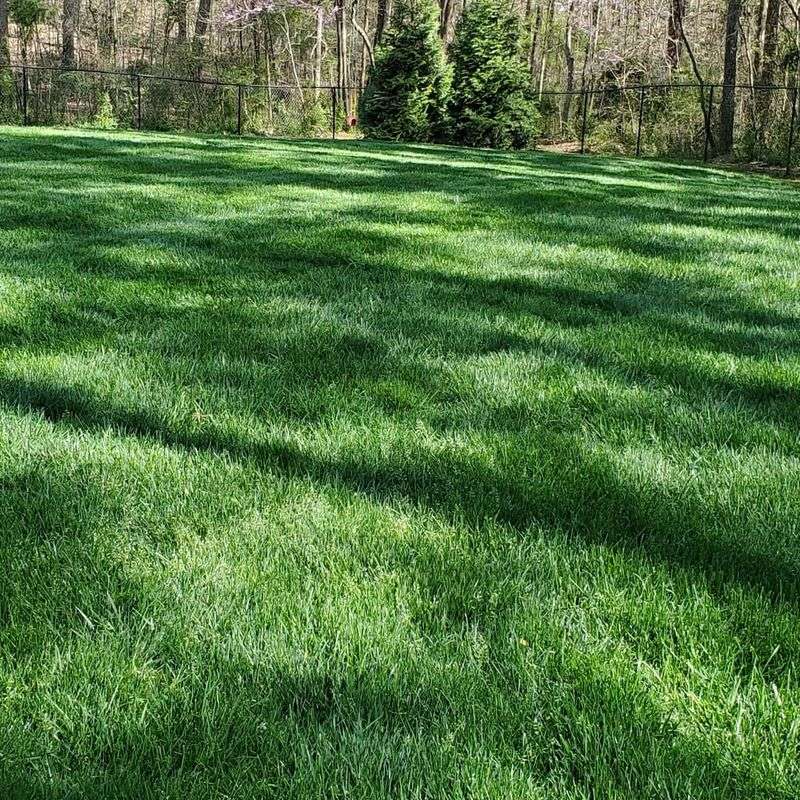 Grass Varieties That May Perform Better In Oregon Lawns