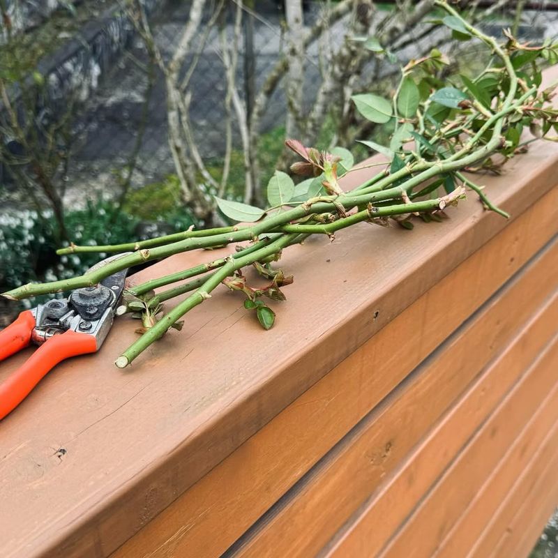 Why Pruning Too Early Can Slow Rose Growth