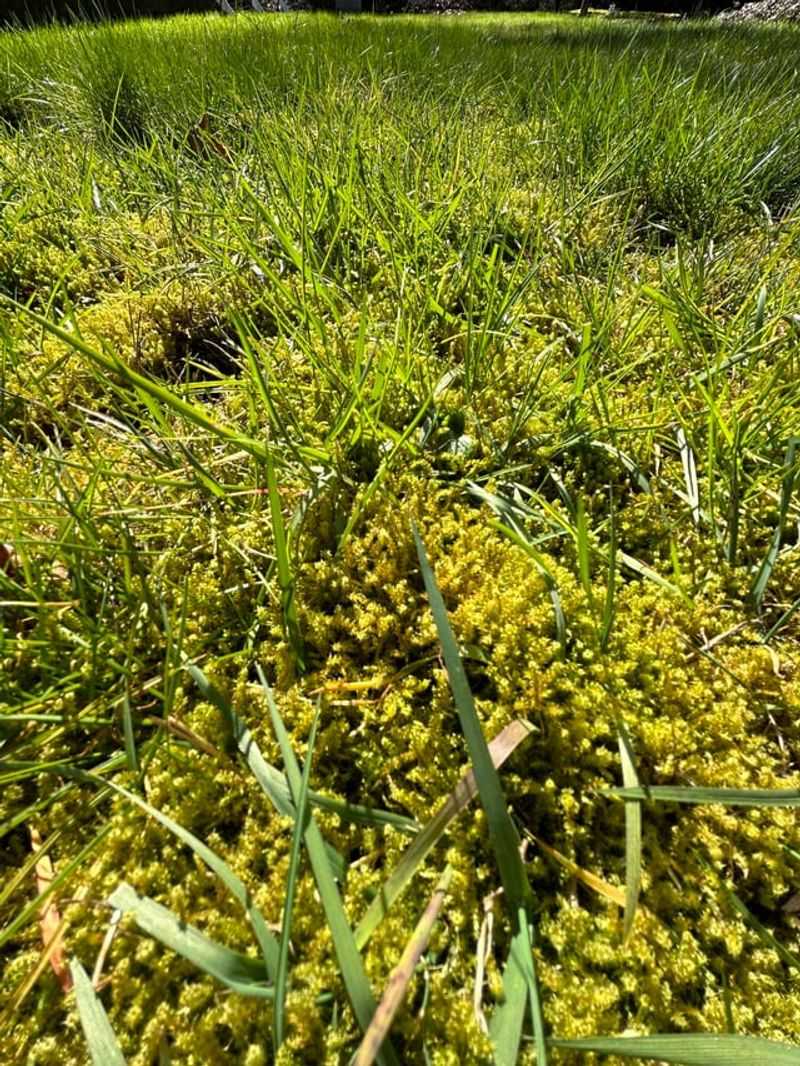 A Mossy Lawn Can Point To Drainage Or Compaction Issues