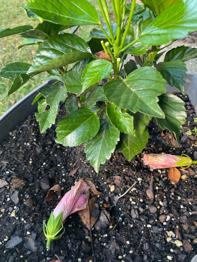 Temperature Swings Affect Buds