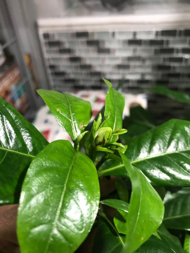 Gardenias Need Even Moisture