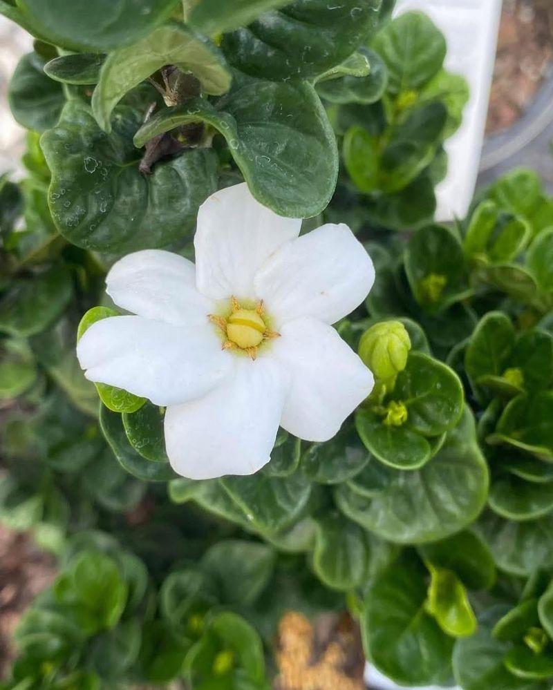 Feed Gardenias With Fertilizer For Acid-Loving Plants