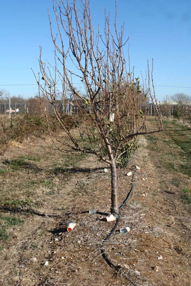 Reduce Watering In Winter Dormancy