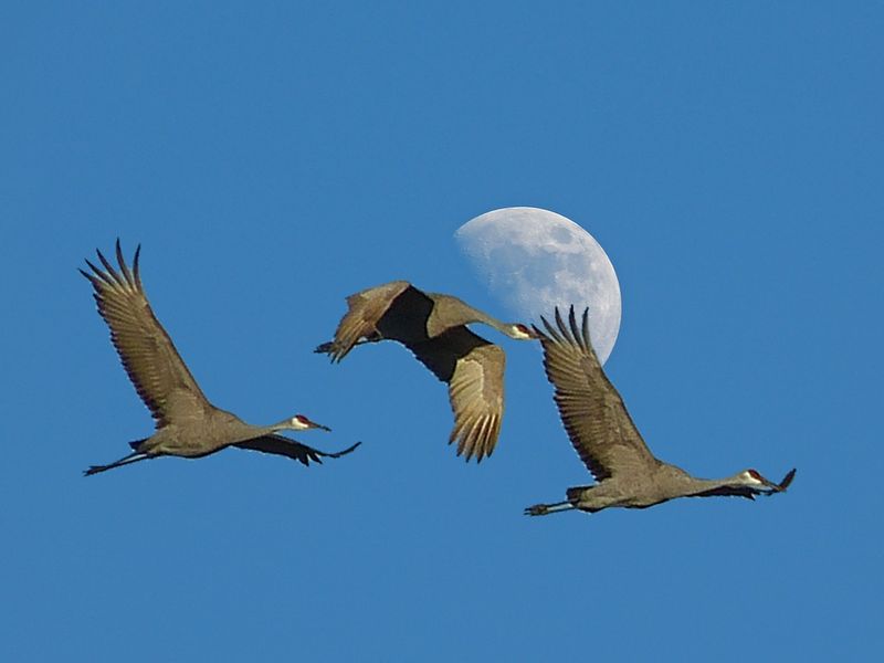 Changes In Migration Patterns