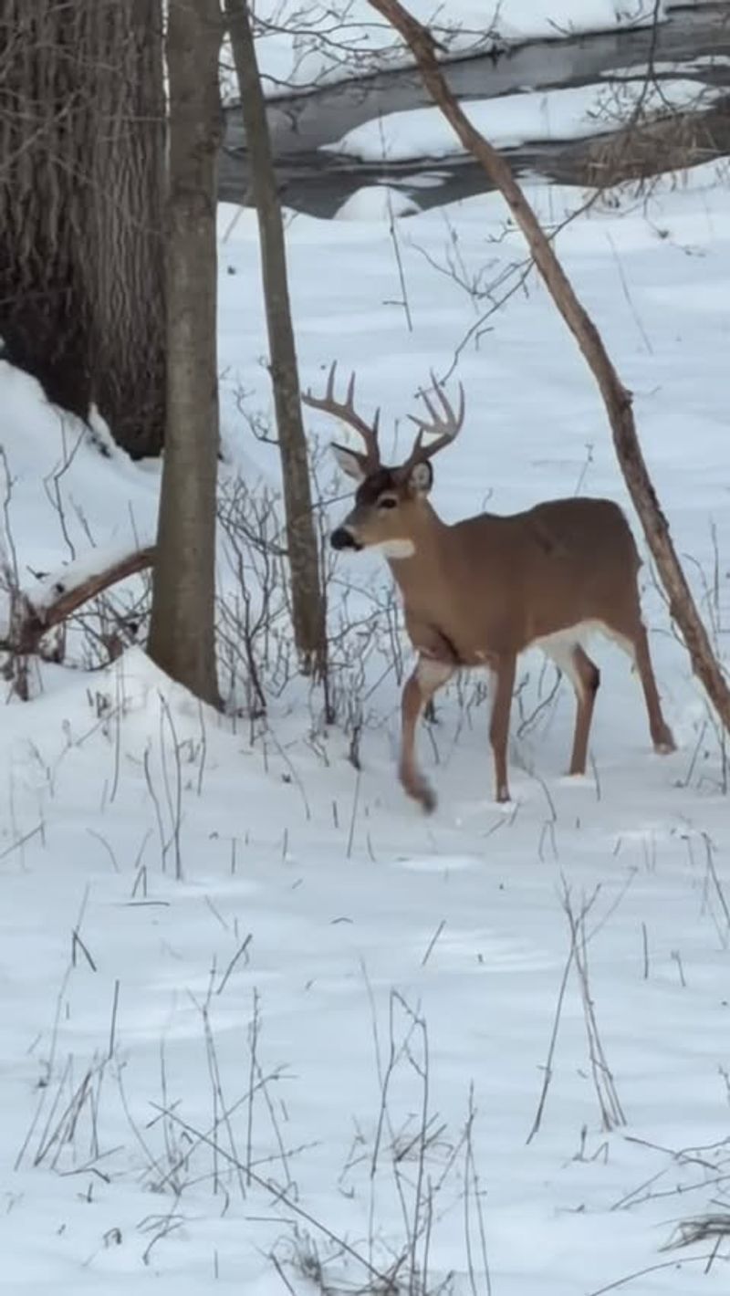 Deer Become More Visible As They Shed Their Winter Coats