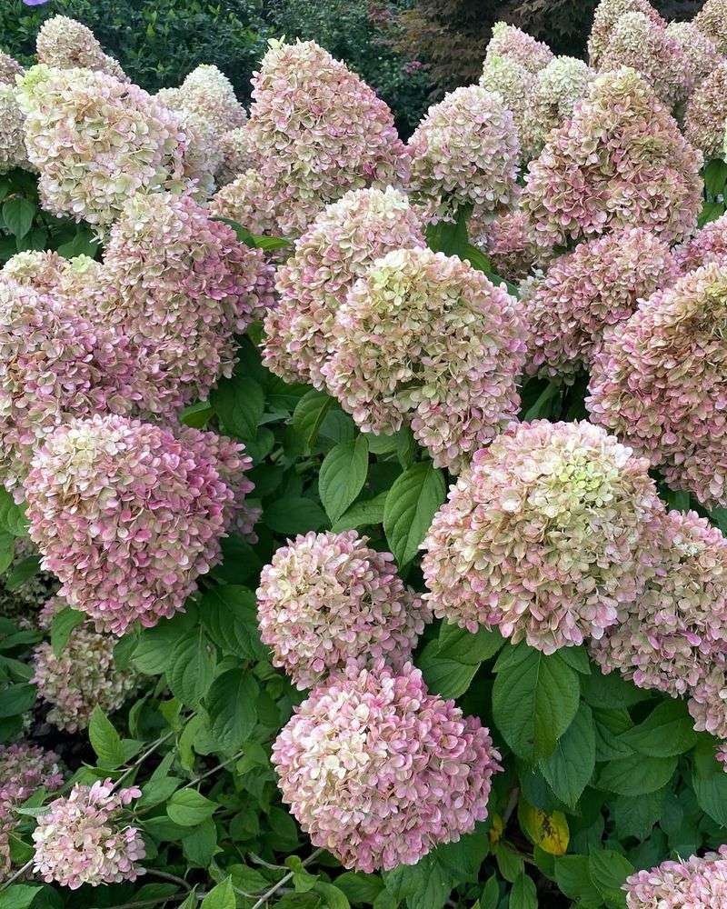 Powerball Panicle Hydrangea