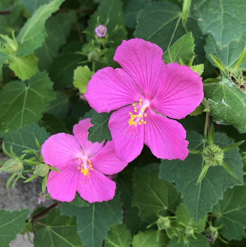 Rock Rose (Pavonia Lasiopetala)