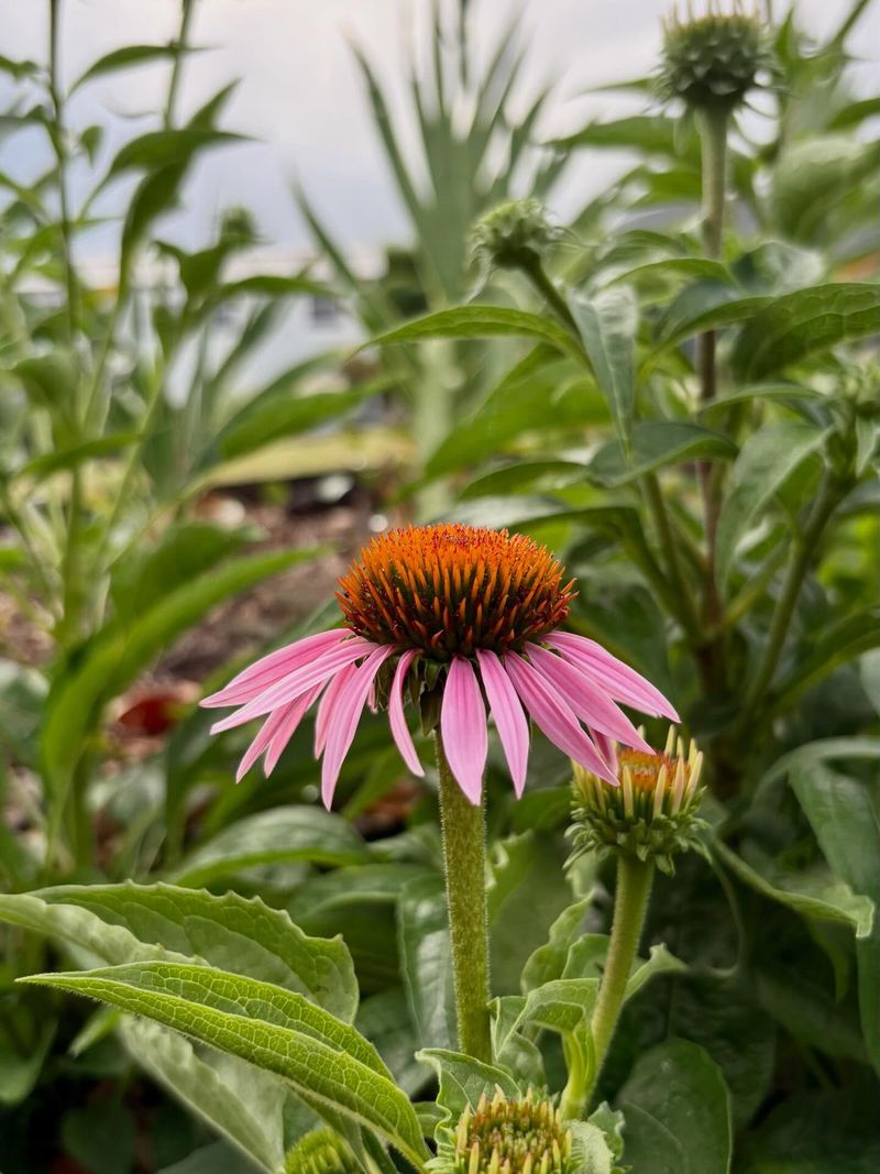Purple Coneflower (Echinacea Angustifolia)