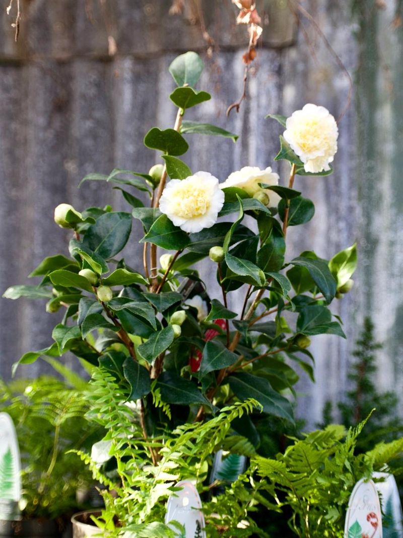 Camellia (Camellia Japonica)