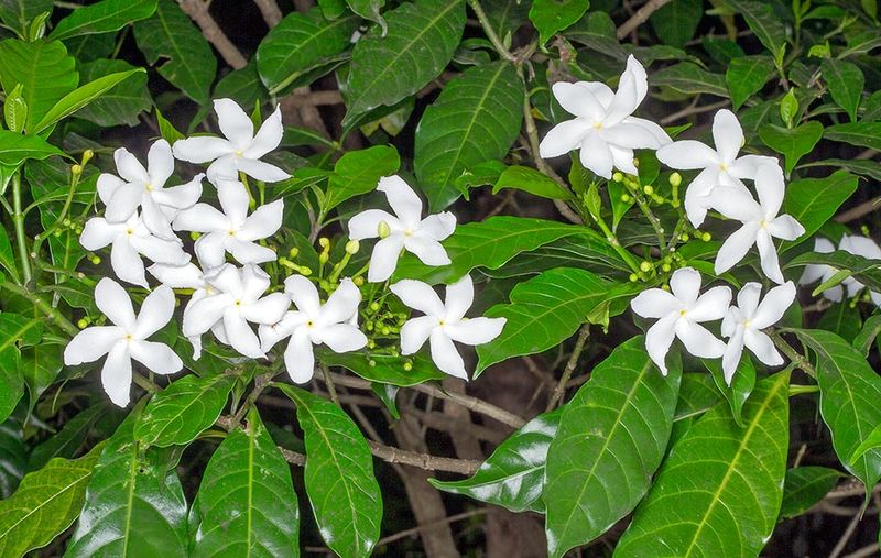 Crepe Jasmine Gives South Florida Gardens Flowers Without A Wild Overgrown Look